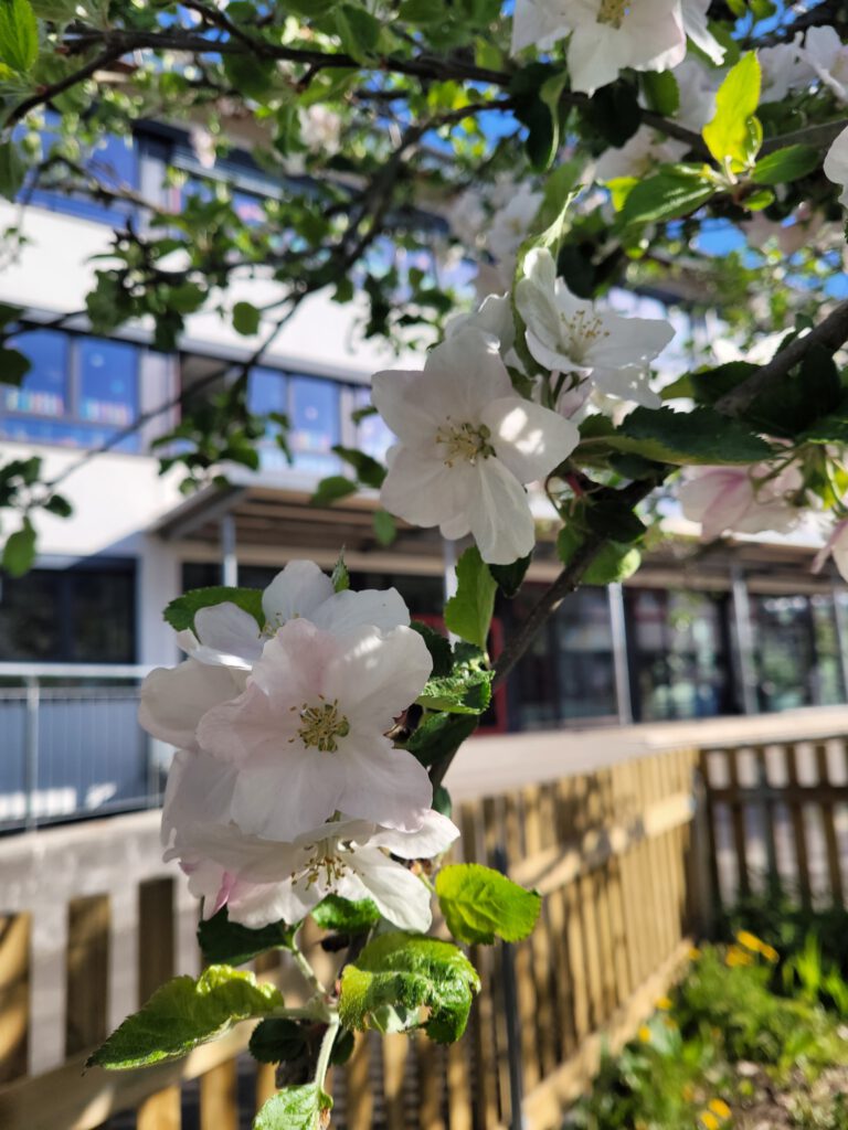 Apfelblüte auf dem Schulhof